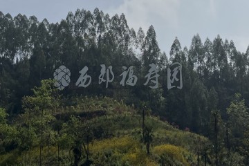 大朗陵园